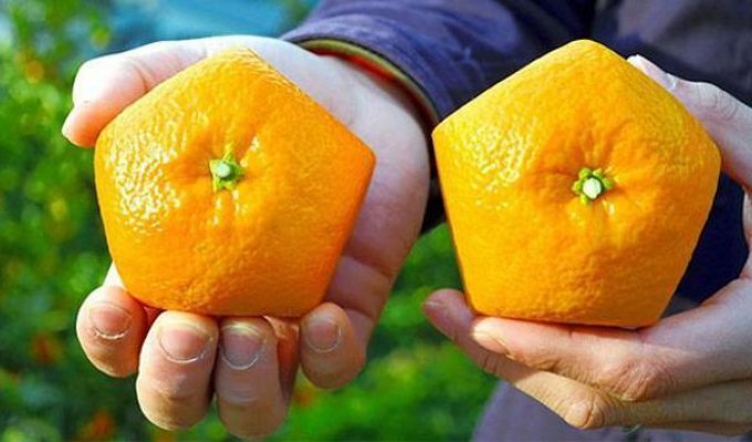 Пятиугольные апельсины от японского фермера (3 фото)