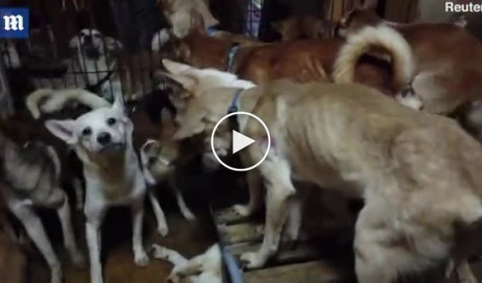 164 собаки, проживающие в стеснённых условиях, были обнаружены в японском жилище