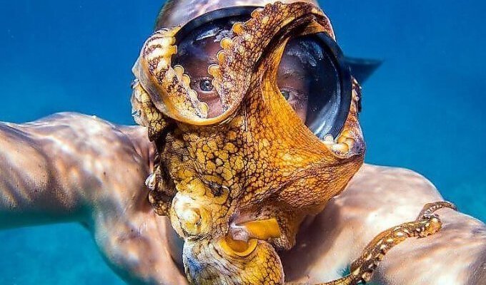 Любопытный осьминог, присосавшись к маске дайвера, принял участие в подводном селфи (6 фото)