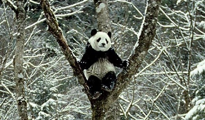 Панда милое животное (3 фото)