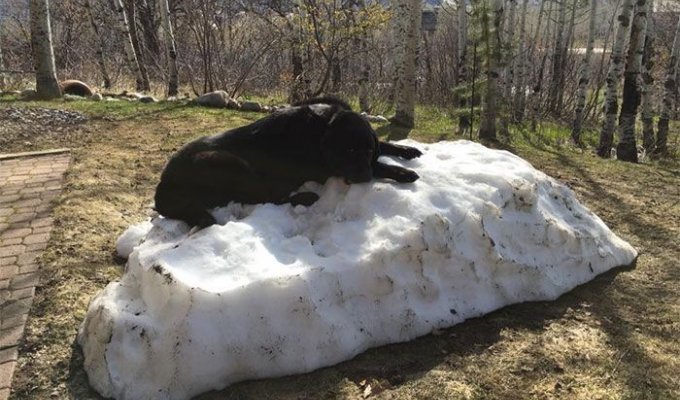 Собака, которая очень любит снег (8 фото)