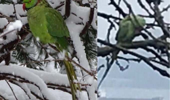 Улетевшая летом 2014-го от хозяина тропическая птица пережила пять норвежских зим (5 фото)