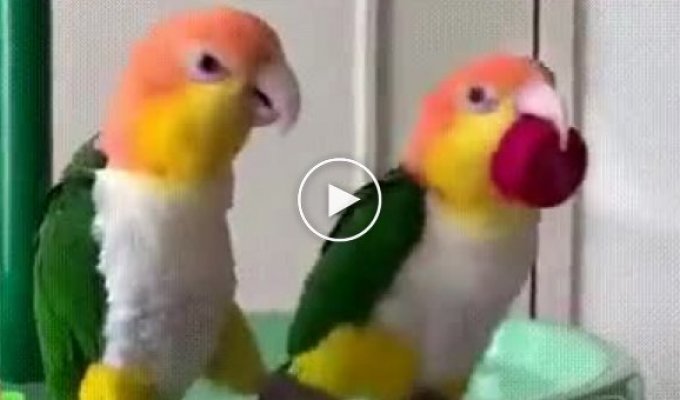 Как попугай радуется победе над сородичем