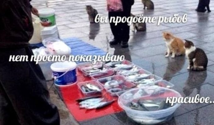 "Вы продоёте рыбов?": новый мем с котиками, который захватил соцсети (15 фото)