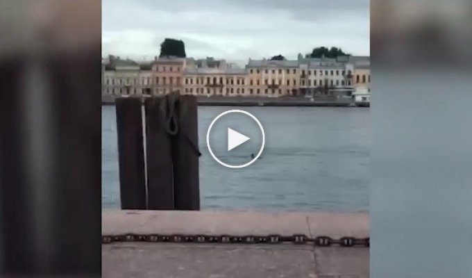 Суровый житель Санкт-Петербурга