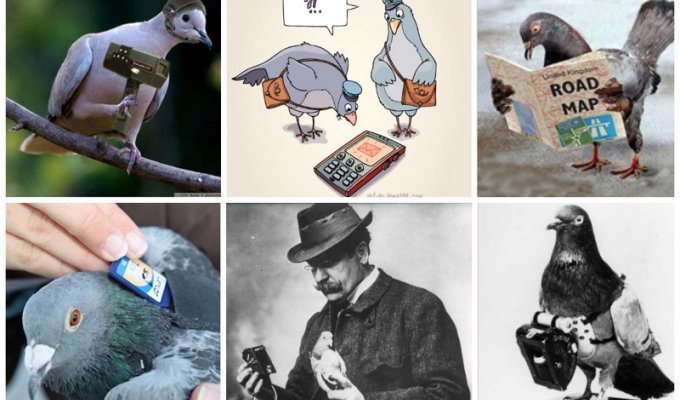 Загадка века - как почтовые голуби находят дорогу? (14 фото)