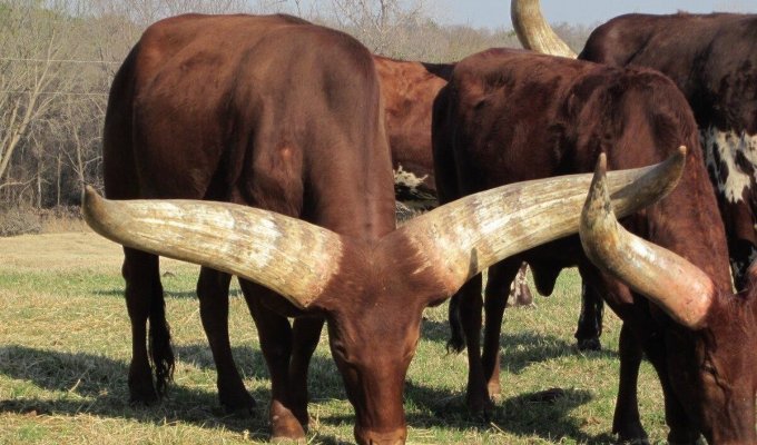 Ватусси: Почему у африканских коров гигантские рога 2,5 метра и весом до 40 кг? (6 фото)
