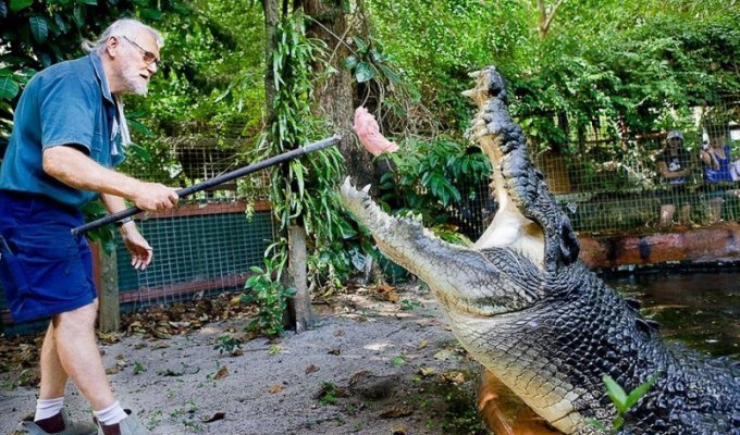 Кассиус Клей — самый большой крокодил в мире (8 фото)