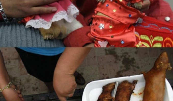Фестиваль морской свинки в Перу (15 фото)
