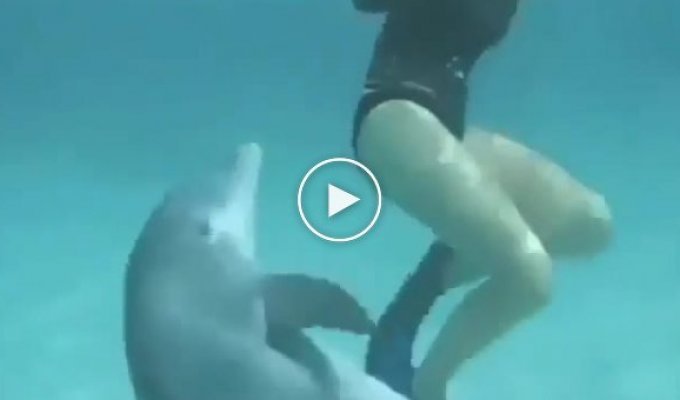 Что будет если не вовремя выйти поплавать с дельфинами