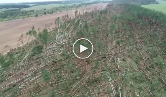 В Белоруссии ветер положил деревья на площади в 90 гектаров