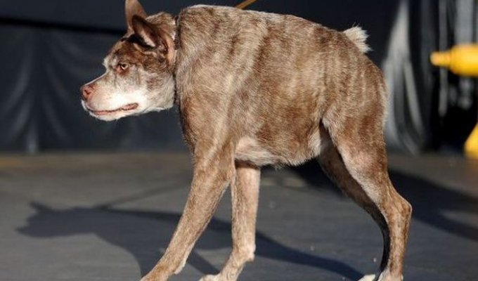 Пес Квази Модо стал самой уродливой собакой в мире (6 фото)