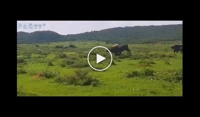 Носорог дал пинок  наглому буйволу