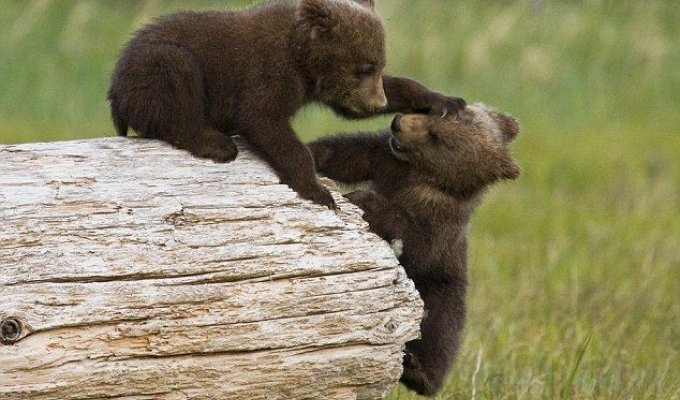 Медвежата играют в бокс (5 фотографий)