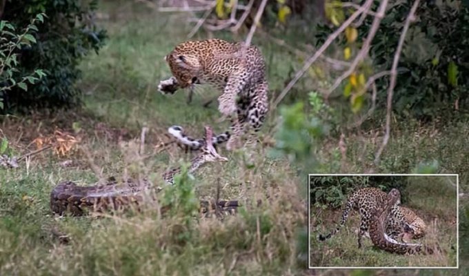 Смертельная схватка: леопард победил питона в жестоком бою (7 фото)