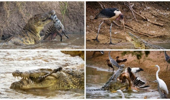 Смертельные челюсти: потрясающие фотографии крокодильей охоты (19 фото)