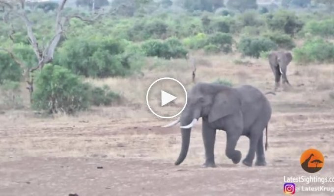 Мама-носорог попыталась атаковать слона, защищая своего детеныша