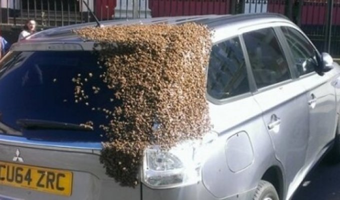 Двое суток рой из 20 тыс. пчел преследовал автомобиль Mitsubishi (5 фото)