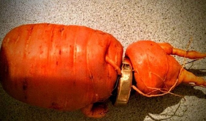 Морковь проросла через потерянное обручальное кольцо (2 фото)