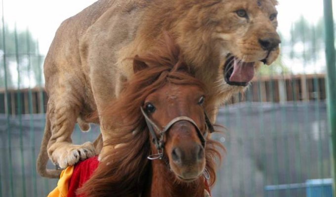Лошадь, которая катает львов и тигров в Китае (3 фото)
