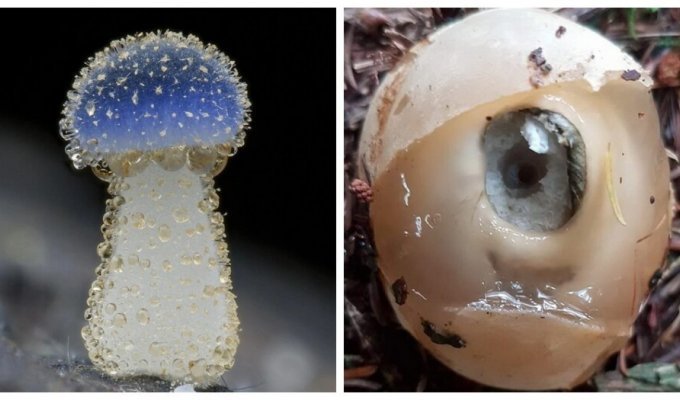 Царство грибов под неожиданным ракурсом (12 фото)
