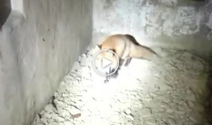 Бродяга лисица заблудилась в коридорах военной батареи