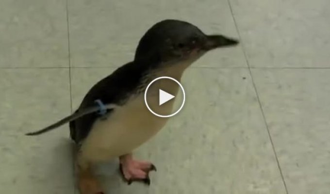 Забавный крошечный пингвин боится щекотки