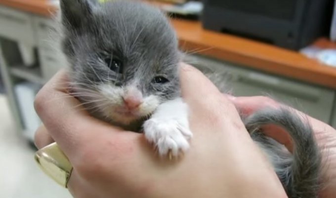 Работница приюта поставила на ноги маленького котенка (4 фото + 1 видео)