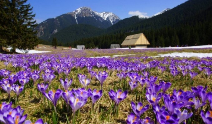 Весна в Западной Украине: Когда цветет Закарпатье