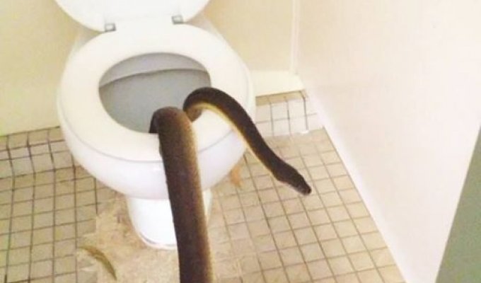 В Австралии незваный гость пробрался в женский туалет (4 фото)