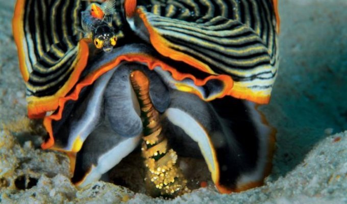 Яркая жизнь моллюсков (26 фотографий)