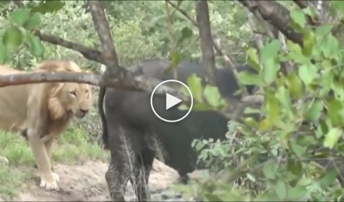 Подкравшийся к буйволу лев был вынужден спасаться бегством