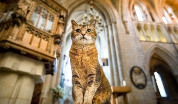 Умерла кошка, жившая в соборе Святой Софии (6 фото + 1 видео)