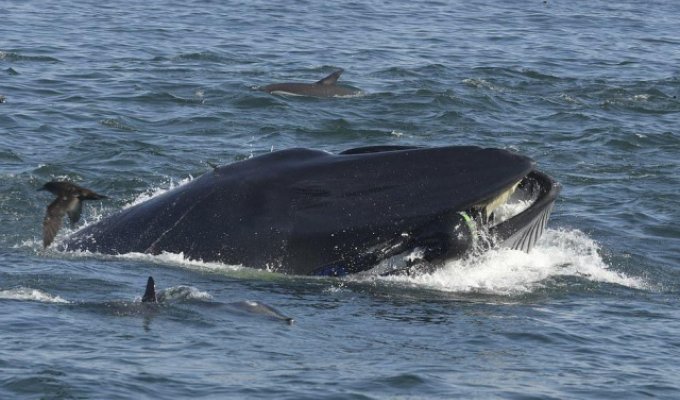 В ЮАР кит чуть не проглотил дайвера (6 фото)