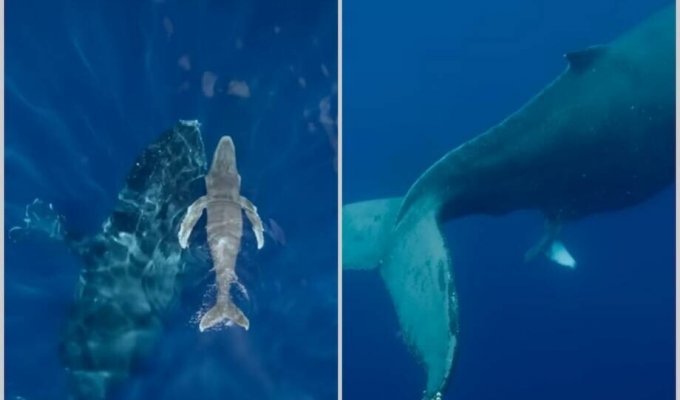 Операторы впервые сняли, как горбатый кит появляется на свет (3 фото + 1 видео)
