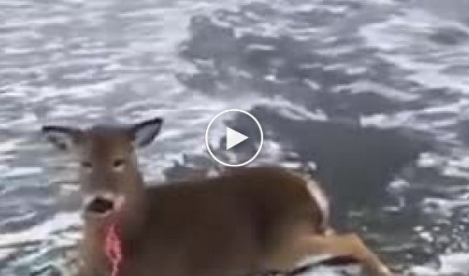 Парень спас оленей которые выбежали на середину озера
