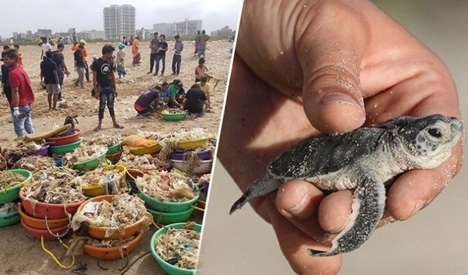С пляжа в Индии убрали 5000 тонн мусора, чтобы спасти черепах (7 фото)