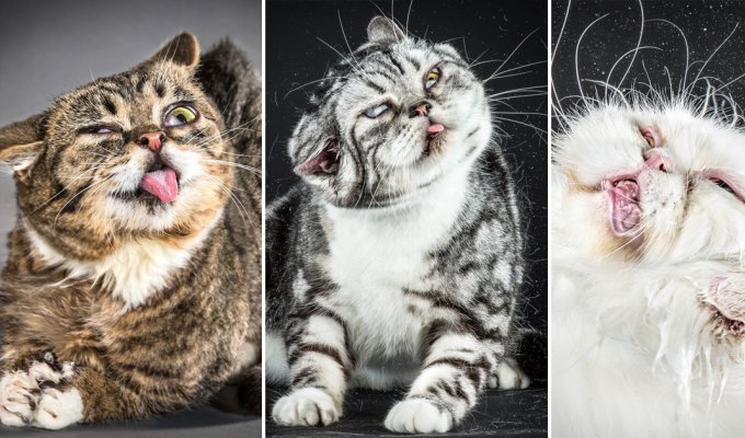 Забавные фотографии отряхивающихся кошек (12 фото)