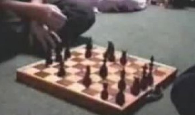 Хомяк-шахматист