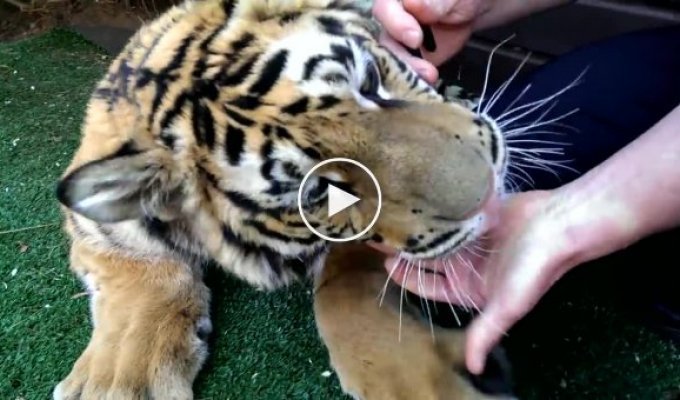 Железные нервы, чтобы вырвать зуб у тигра