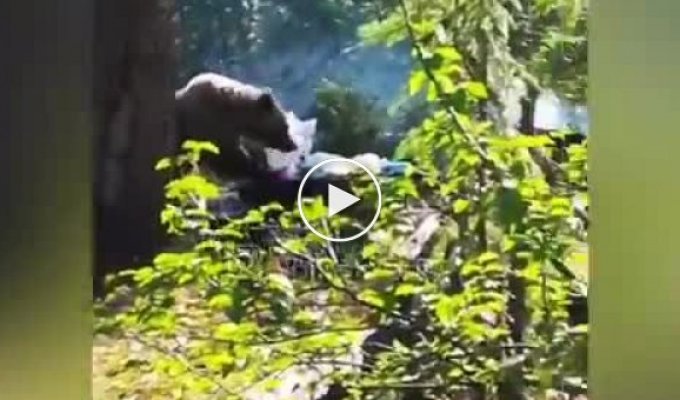 Медведь зашел на пикник