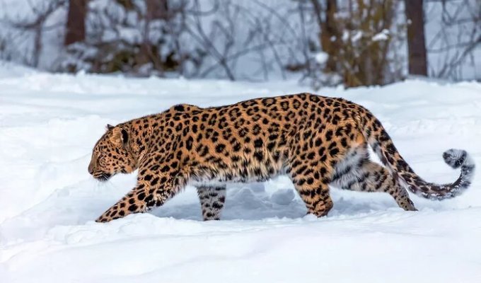 Как зимует амурский леопард (20 фото)