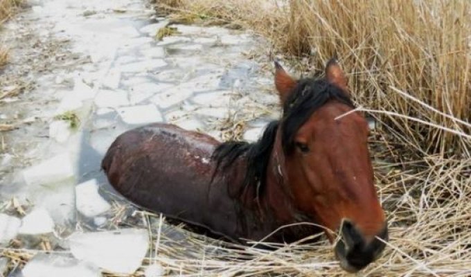 Полицейские спасли похищенного коня, брошенного умирать в болоте (4 фото)