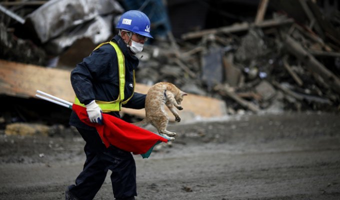 Потерянные и найденные животные в Японии (16 фото)