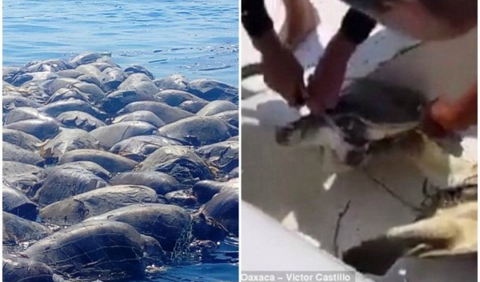 Около 300 морских черепах, находящихся под угрозой исчезновения, погибли в рыболовных сетях (4 фото + 1 видео)