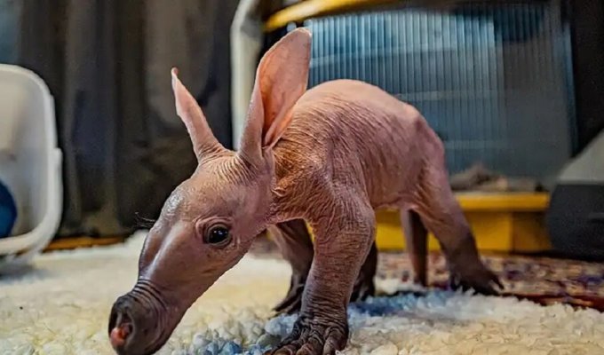 В Англии произошло "чудо": впервые за все время в местном зоопарке родился детеныш трубкозуба (7 фото)