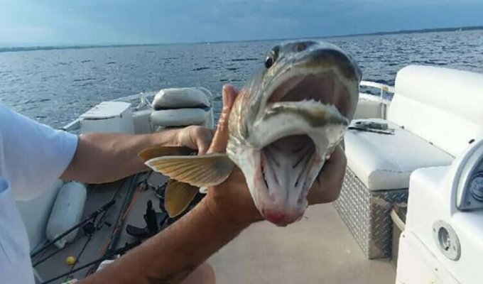На озере в Нью-Йорке женщина поймала рыбу с двумя пастями (5 фото)