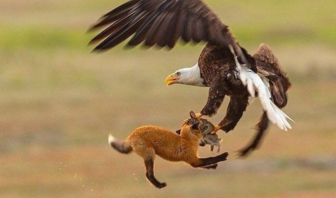 Белоголовый орлан-клептопаразит украл кролика у лисы. И вот как это было (4 фото + 1 видео)