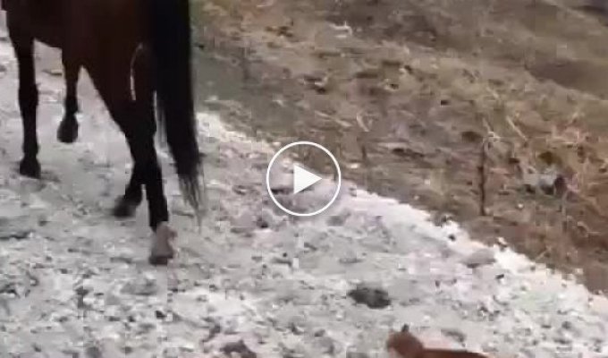 Жестокое и непредсказуемое нападение на лошадь