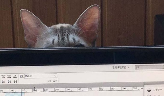 Японец показал, как он защищает компьютер от своей кошки (14 фото)